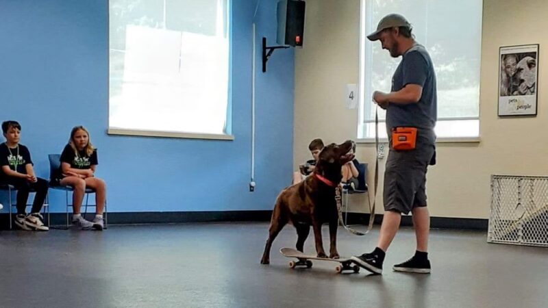 Red Pointy Dog Training - Strafford, NH
