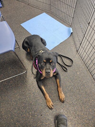 Red Pointy Dog Training - Strafford, NH