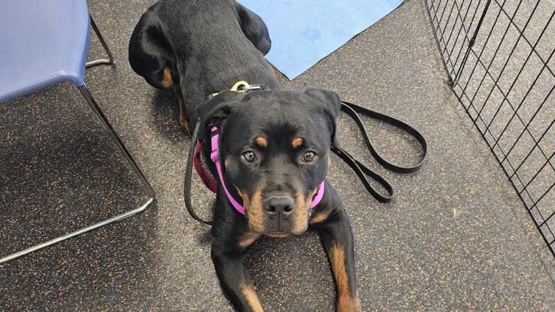 Red Pointy Dog Training - Strafford, NH