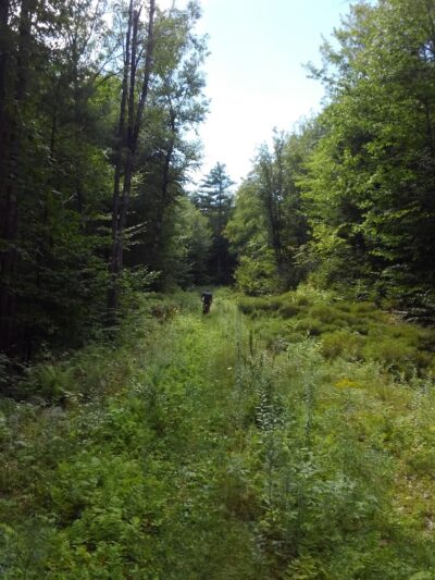 Strafford Town Forest - Strafford, NH