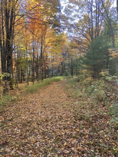 Strafford Town Forest - Strafford, NH