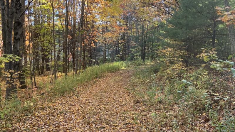 Strafford Town Forest - Strafford, NH