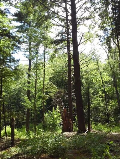 Strafford Town Forest - Strafford, NH