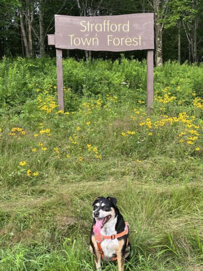 Strafford Town Forest - Strafford, NH