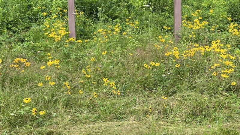 Strafford Town Forest - Strafford, NH