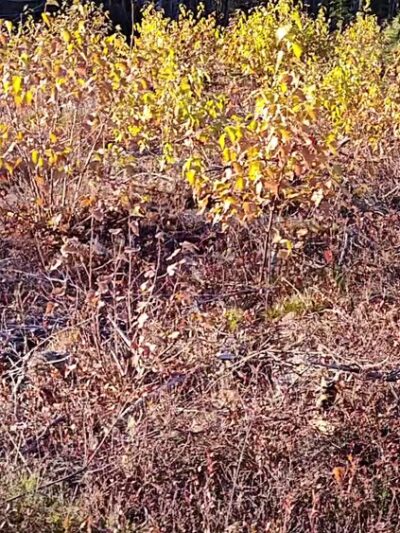 Blue Job Mountain Parking Area - Strafford, NH