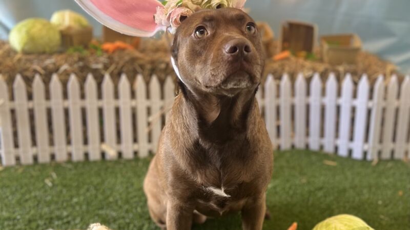 Wag Central - Stratford, CT