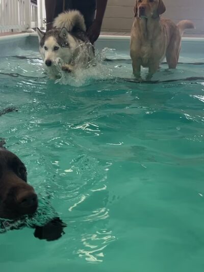 Wag Central - Stratford, CT