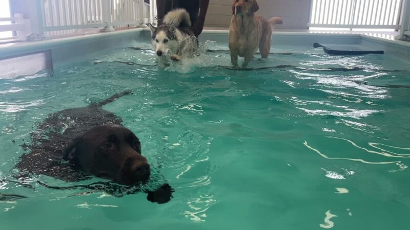 Wag Central - Stratford, CT