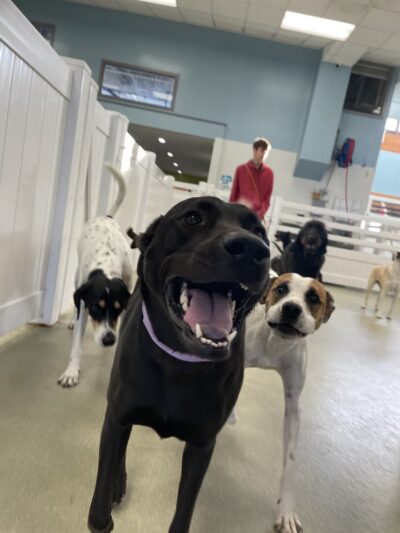 Wag Central - Stratford, CT