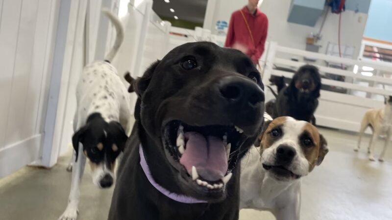 Wag Central - Stratford, CT