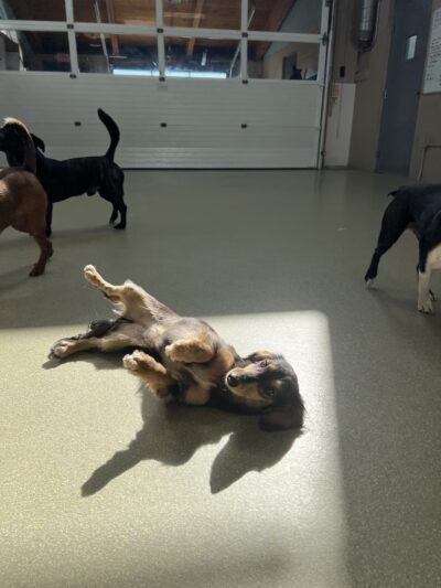 Wag Central - Stratford, CT
