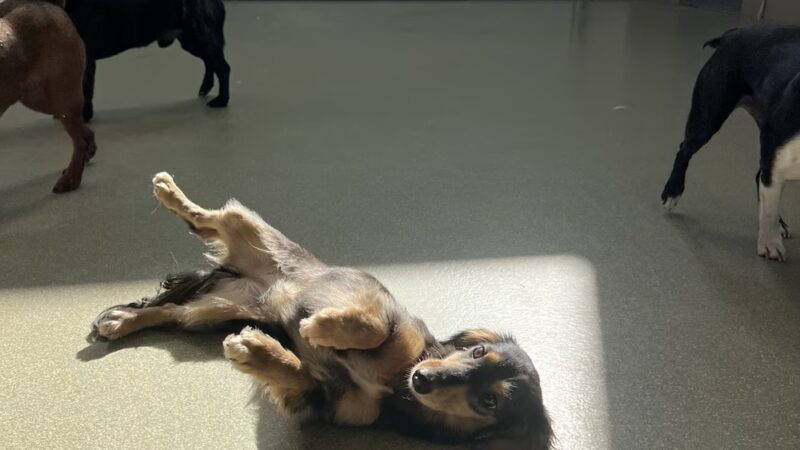 Wag Central - Stratford, CT