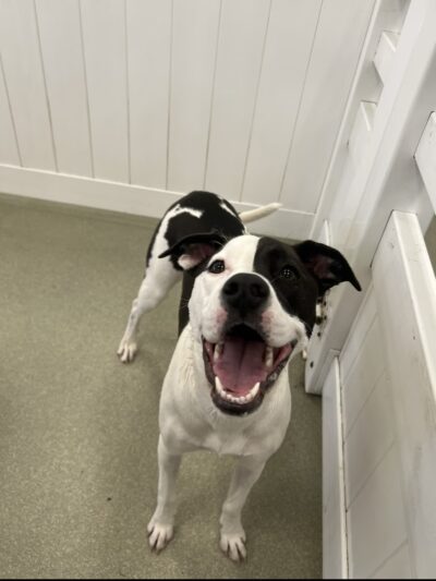 Wag Central - Stratford, CT