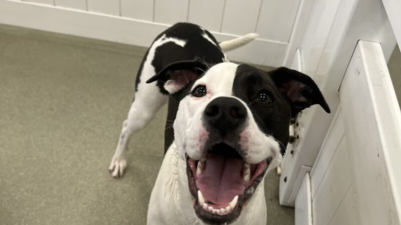 Wag Central - Stratford, CT