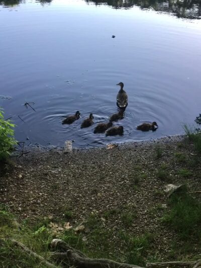 Wooster Park - Stratford, CT