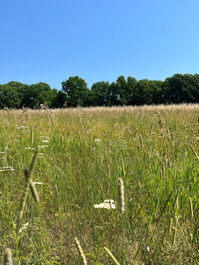 Gordon Barker Town Forest - Stratham, NH