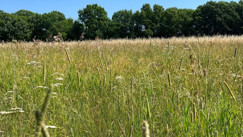 Gordon Barker Town Forest - Stratham, NH