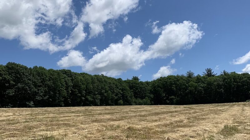Gordon Barker Town Forest - Stratham, NH