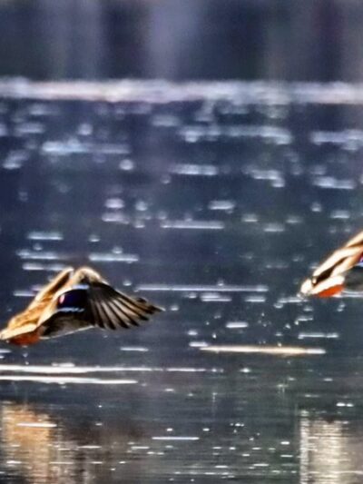 Gordon Barker Town Forest - Stratham, NH