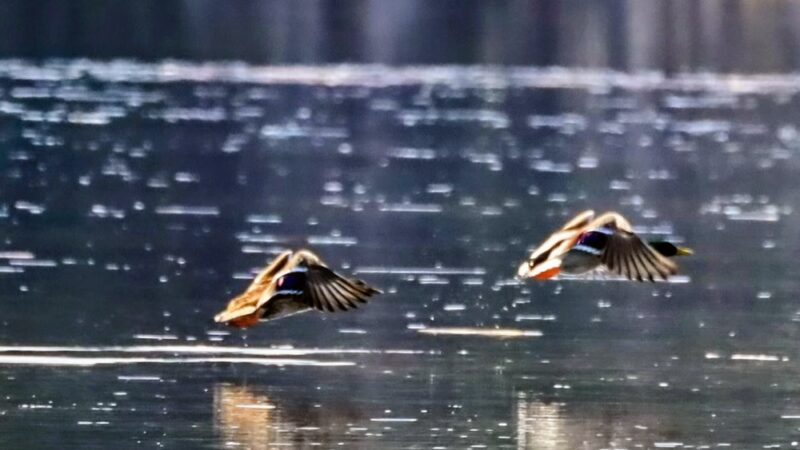 Gordon Barker Town Forest - Stratham, NH