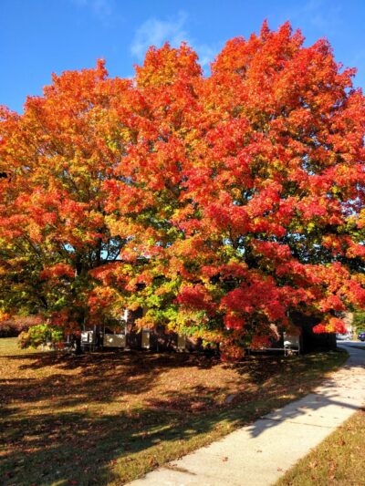 Stevens Park - Stratham, NH