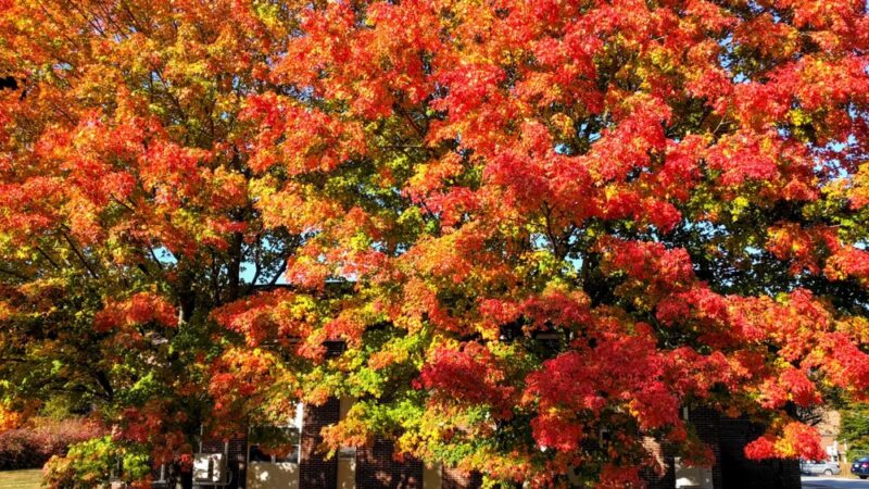 Stevens Park - Stratham, NH