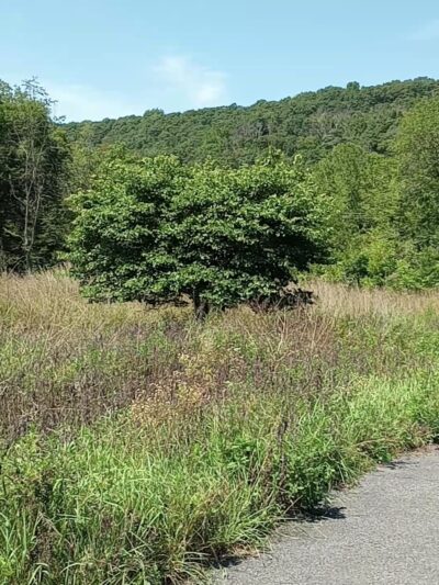 Cherry Valley National Wildlife Refuge (Main Unit) - Stroudsburg, PA