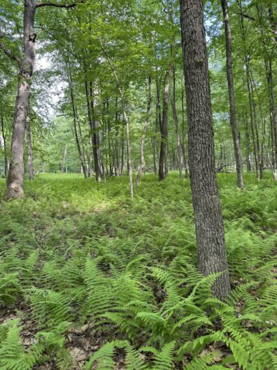 Cherry Valley National Wildlife Refuge (Main Unit) - Stroudsburg, PA
