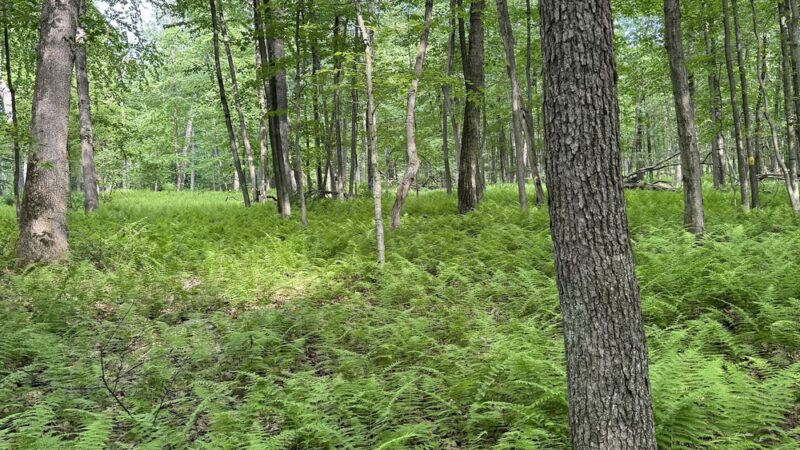 Cherry Valley National Wildlife Refuge (Main Unit) - Stroudsburg, PA