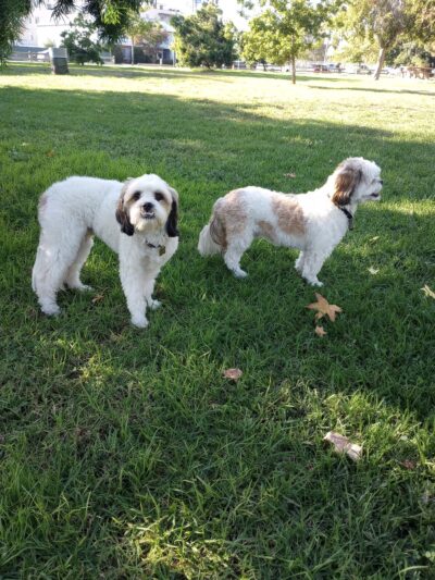 Moorpark Park - Studio City, CA