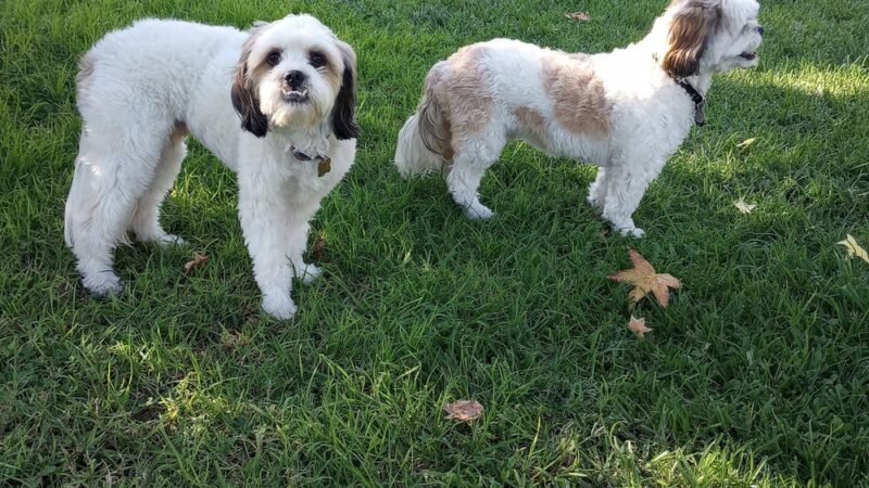 Moorpark Park - Studio City, CA