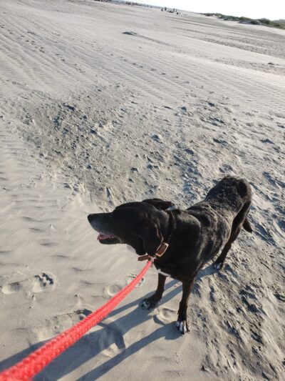 PARD Park - Sullivan's Island, SC