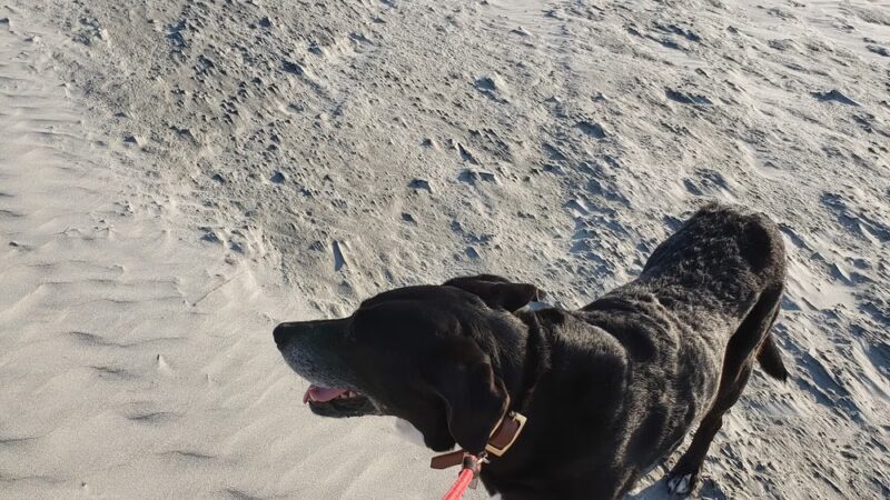 PARD Park - Sullivan's Island, SC