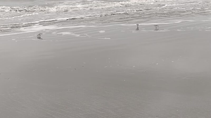 Station 21 - Public Beach Access, Sullivan's Island - Sullivan's Island, SC