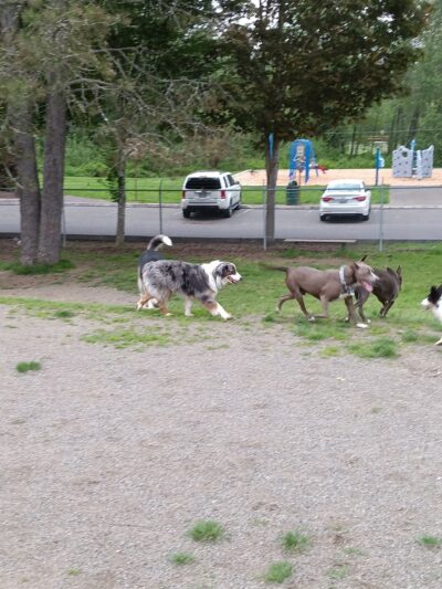 Sultan dog park - Sultan, WA