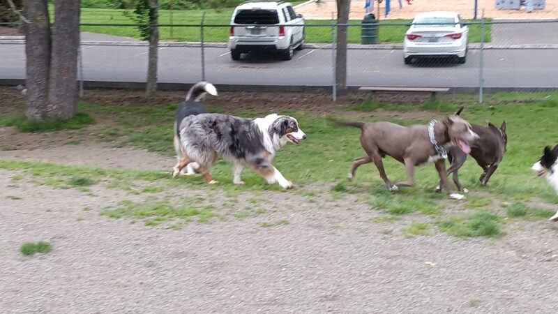 Sultan dog park - Sultan, WA