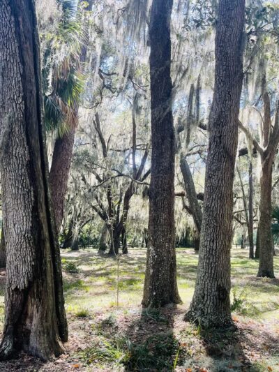 W. H. Willoughby Park - Summerfield, FL