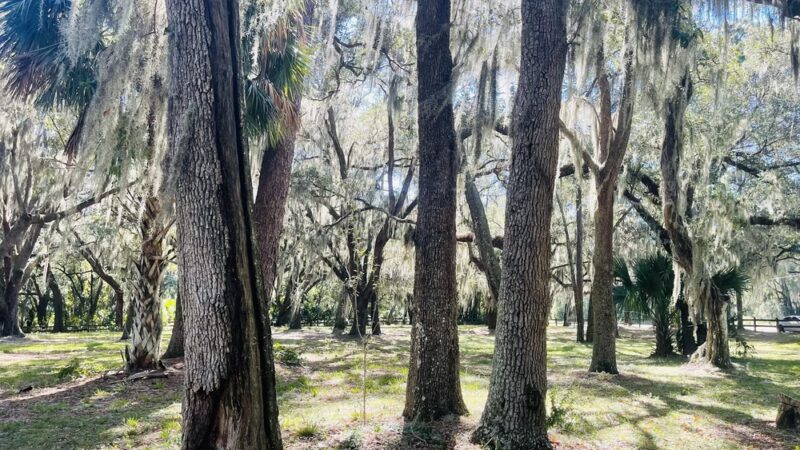 W. H. Willoughby Park - Summerfield, FL