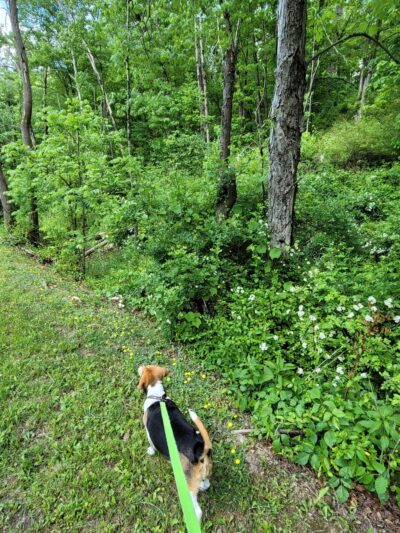 Salmon Run Trail - Summersville, WV