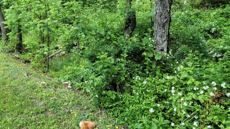 Salmon Run Trail - Summersville, WV