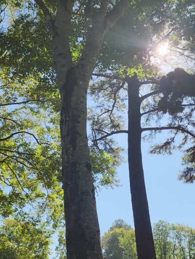 Wassamassaw Community Park - Summerville, SC