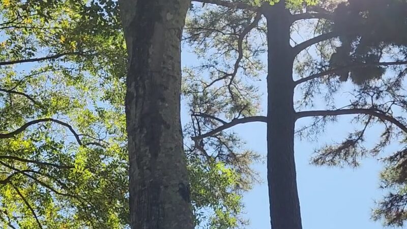 Wassamassaw Community Park - Summerville, SC