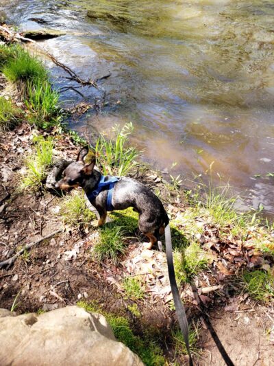 Passaic River Park - Summit, NJ