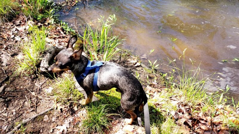 Passaic River Park - Summit, NJ