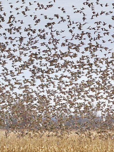 Habitat Flats, LLC - Sumner, MO