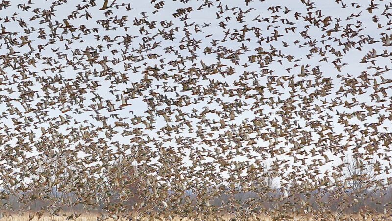 Habitat Flats, LLC - Sumner, MO