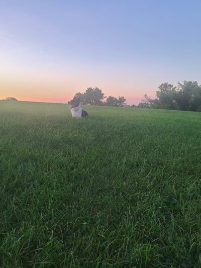 Sun Prairie Pet Exercise Area - Sun Prairie, WI
