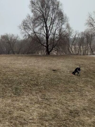 Sun Prairie Pet Exercise Area - Sun Prairie, WI