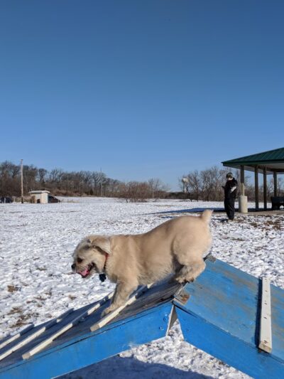 Sun Prairie Pet Exercise Area - Sun Prairie, WI